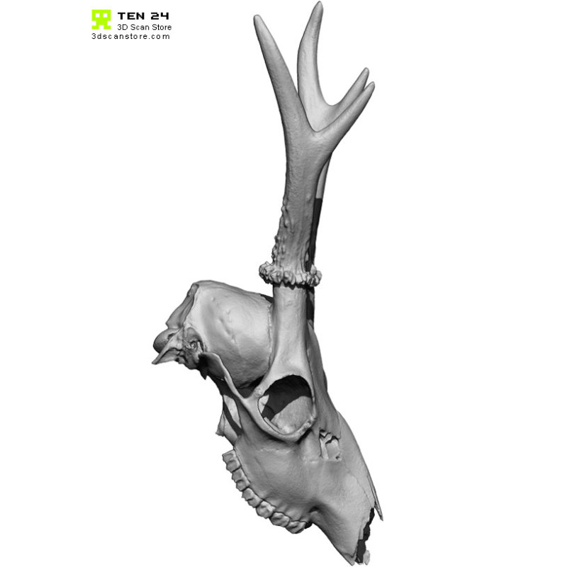 Roe Skull 3D Model