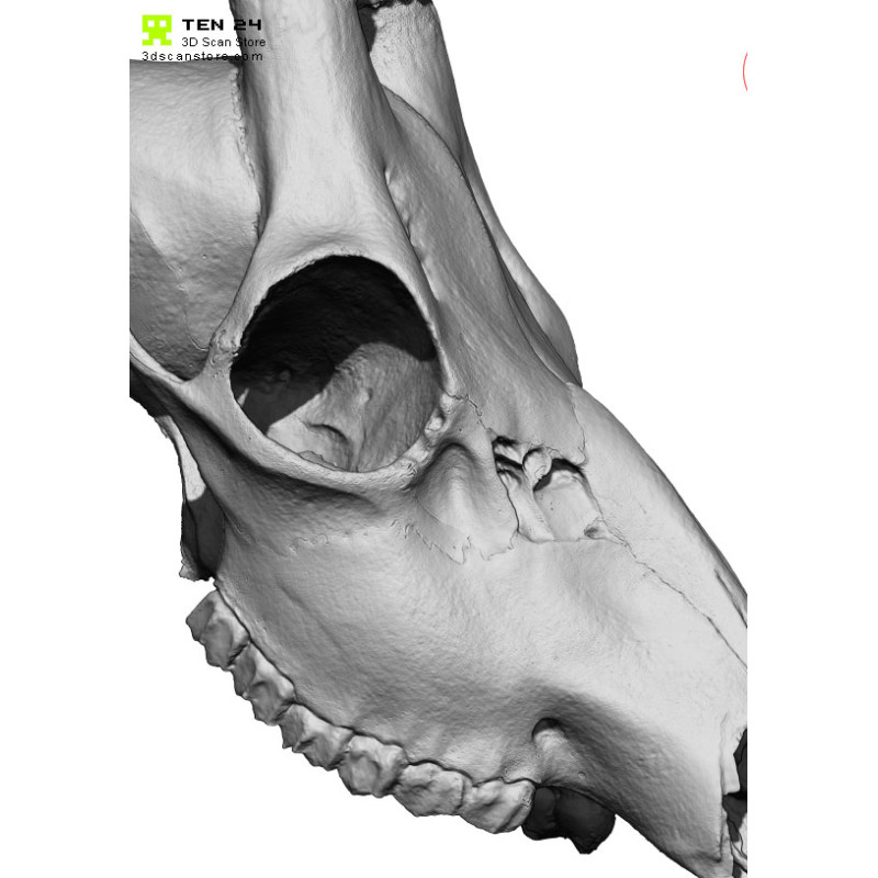 Roe Skull 3D Model