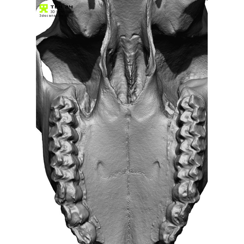 Roe Skull 3D Model