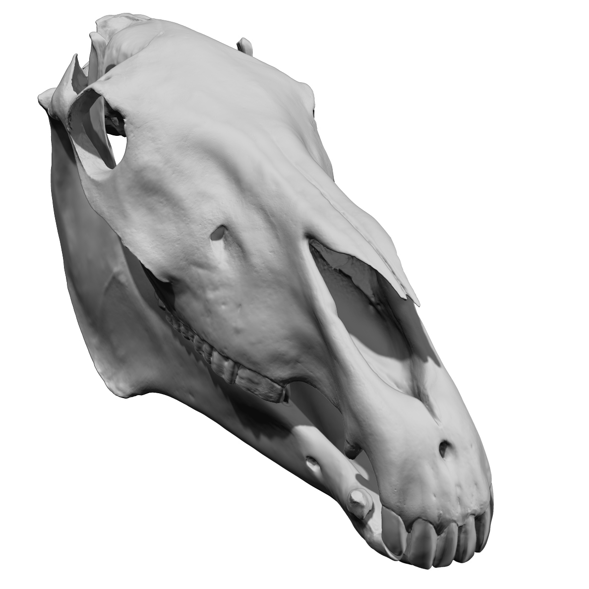 3D Horse Skull Model