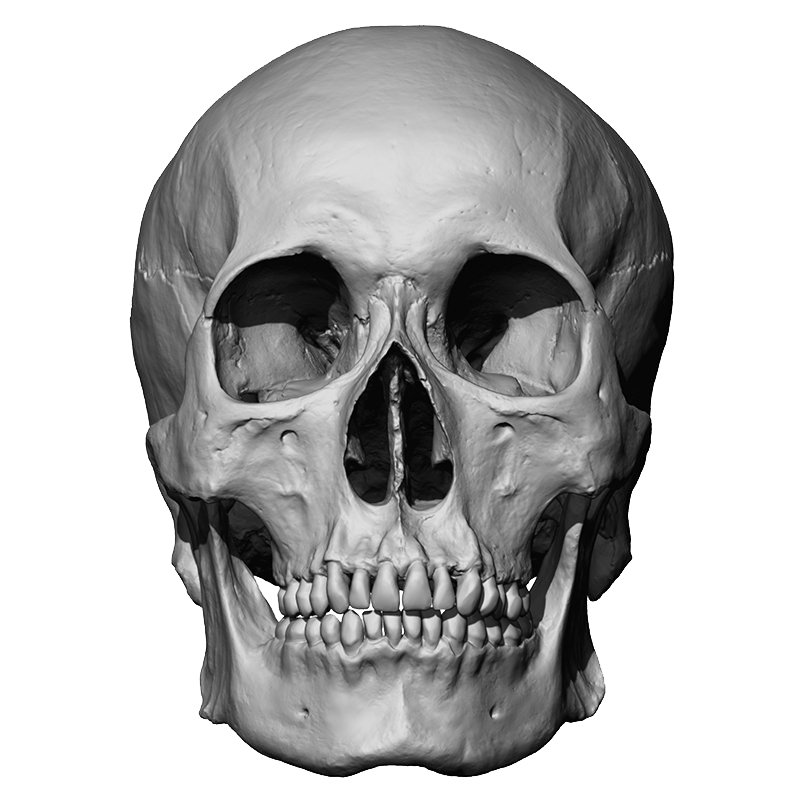 Asian Male Skull 3D Model