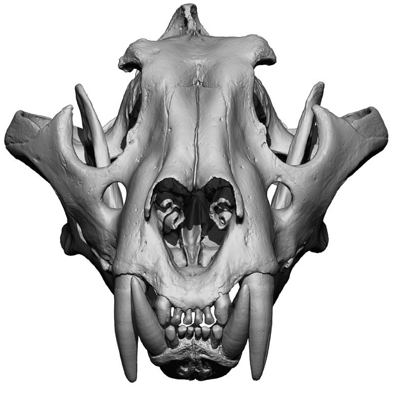 Download Tiger Skull 3D Model