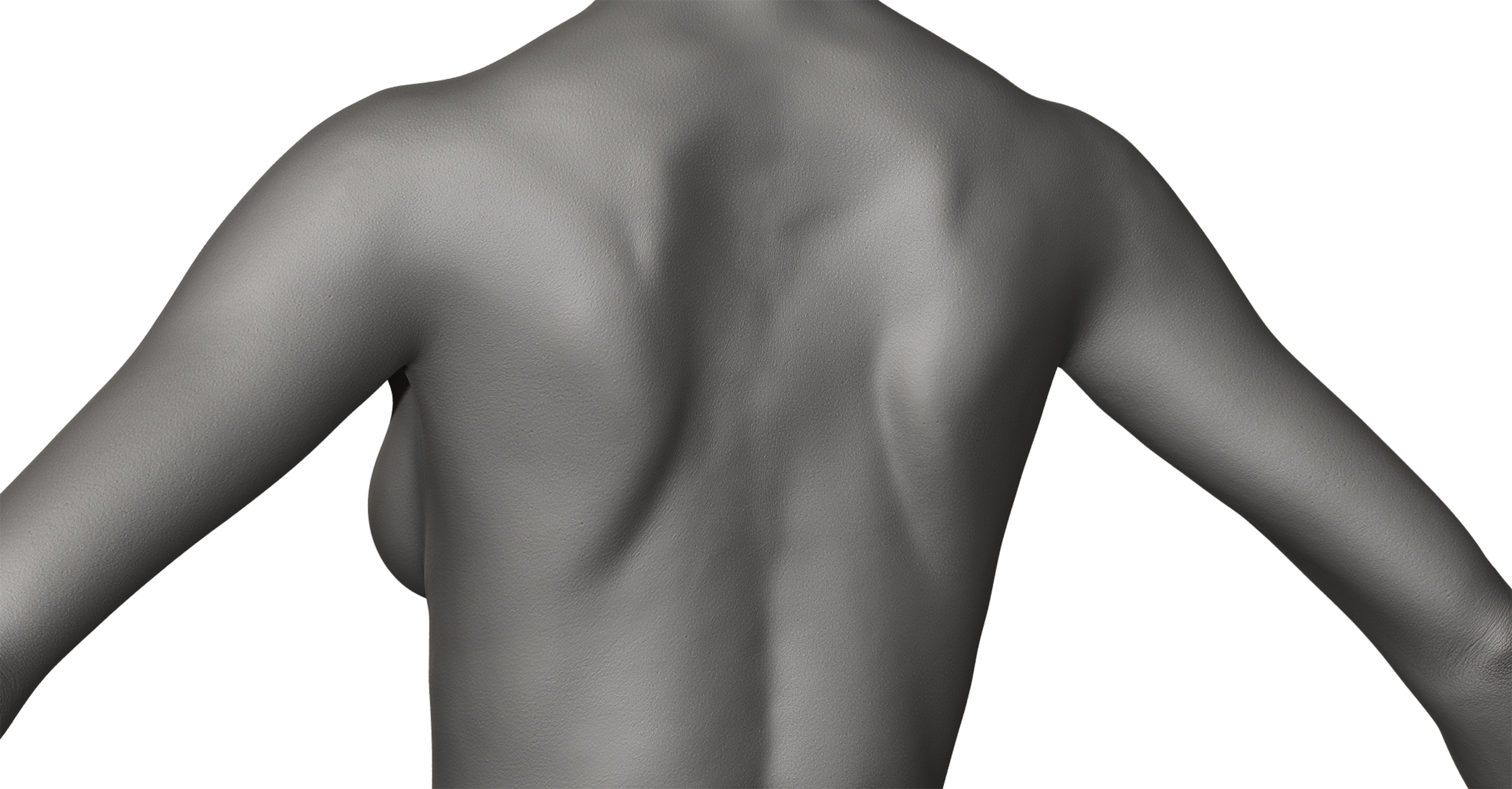 Download female back anatomy 3d model Zbrush