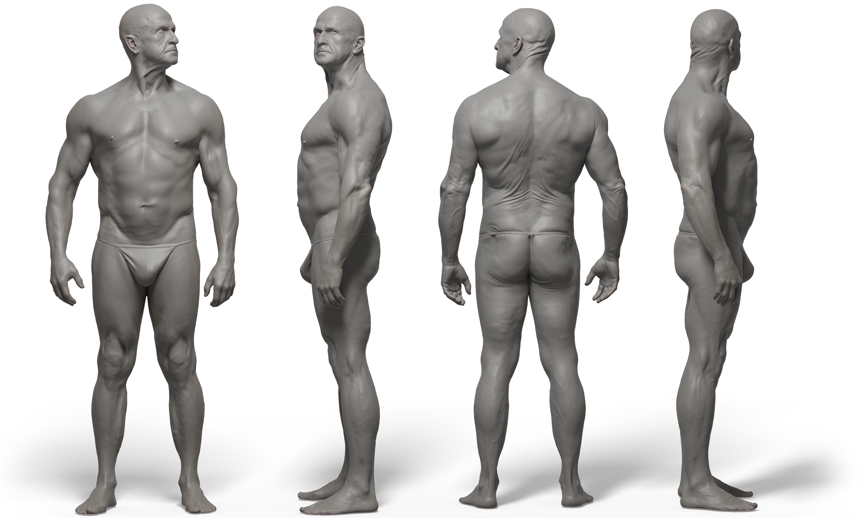 3D male anatomy reference 3d model download. 