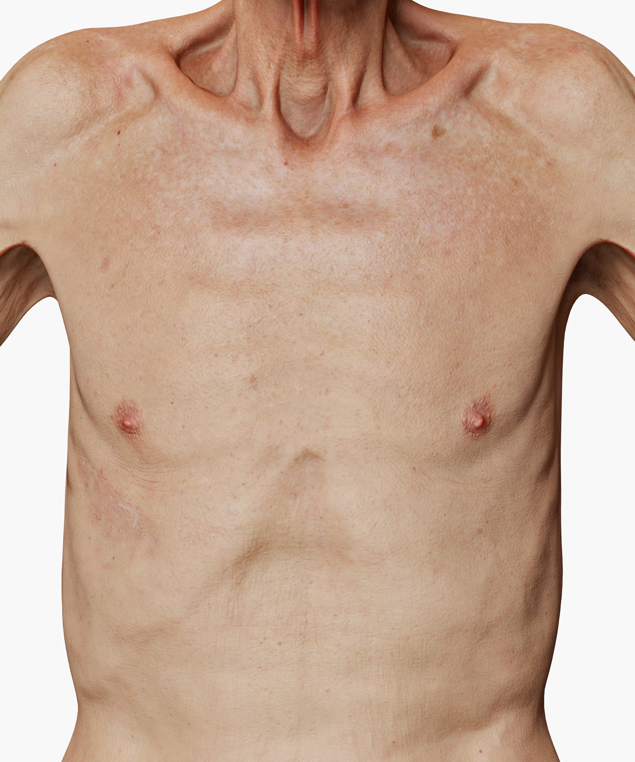 Torso 3d model body scan download