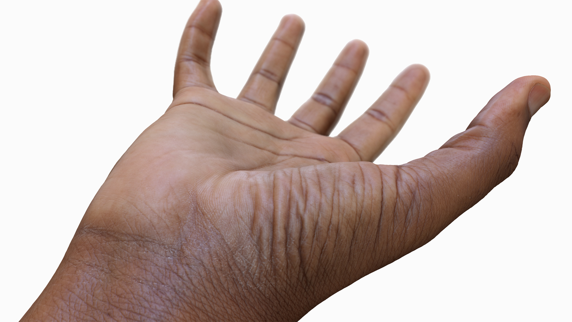 Male 3D Hand Model