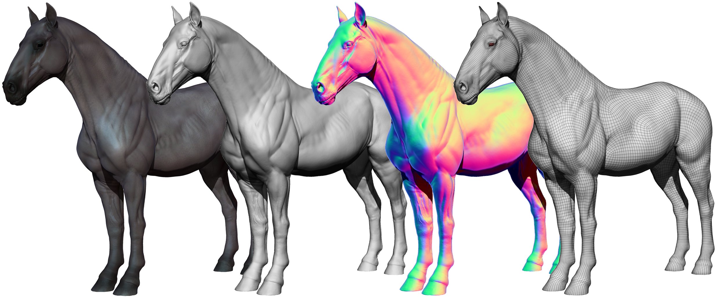 Horse 3D Ecorche Model 