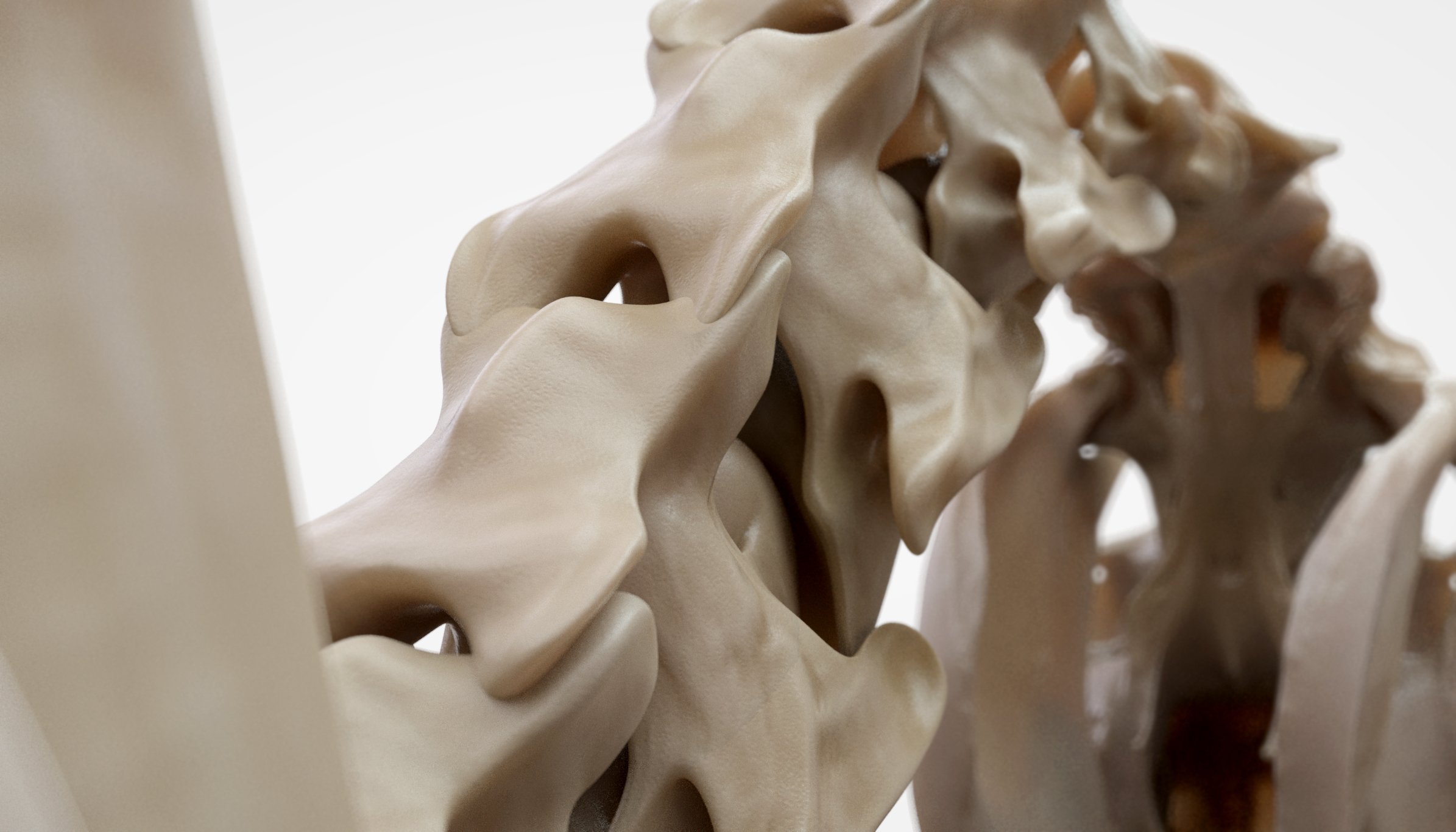 3D Model horse Bones