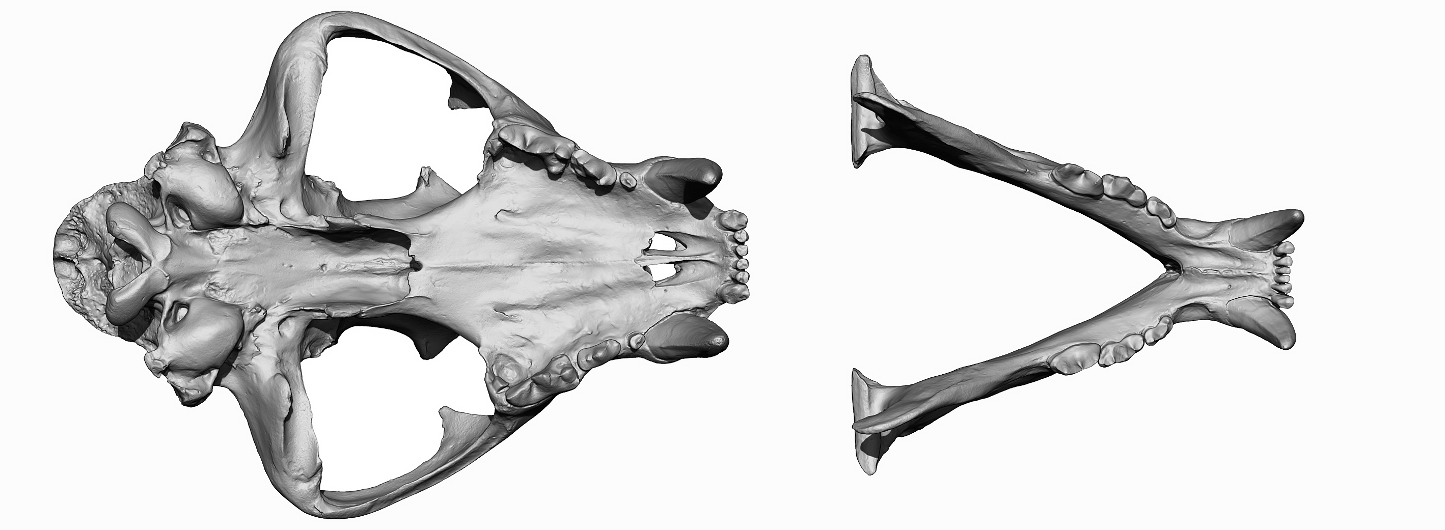 Download 3D Tiger head and skull models