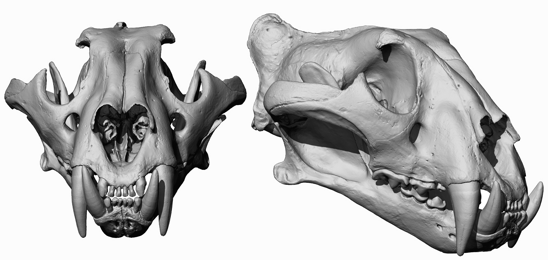 3D Tiger Skull Download Model 