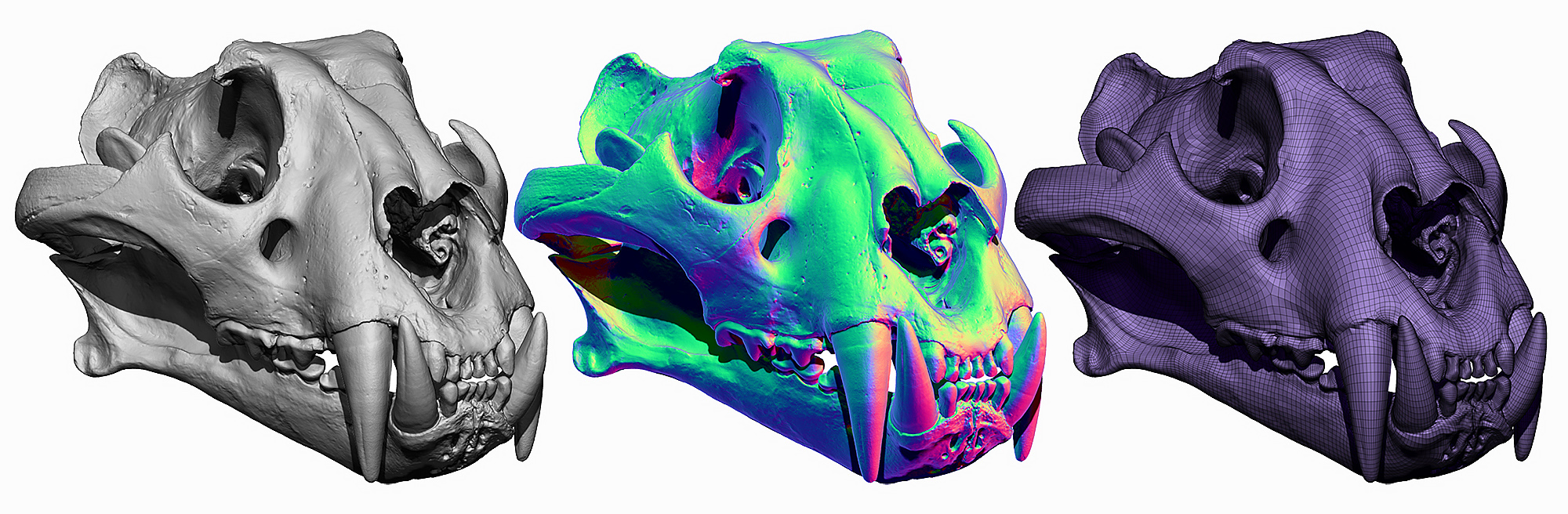 3D Scanned Tiger 3D model head 