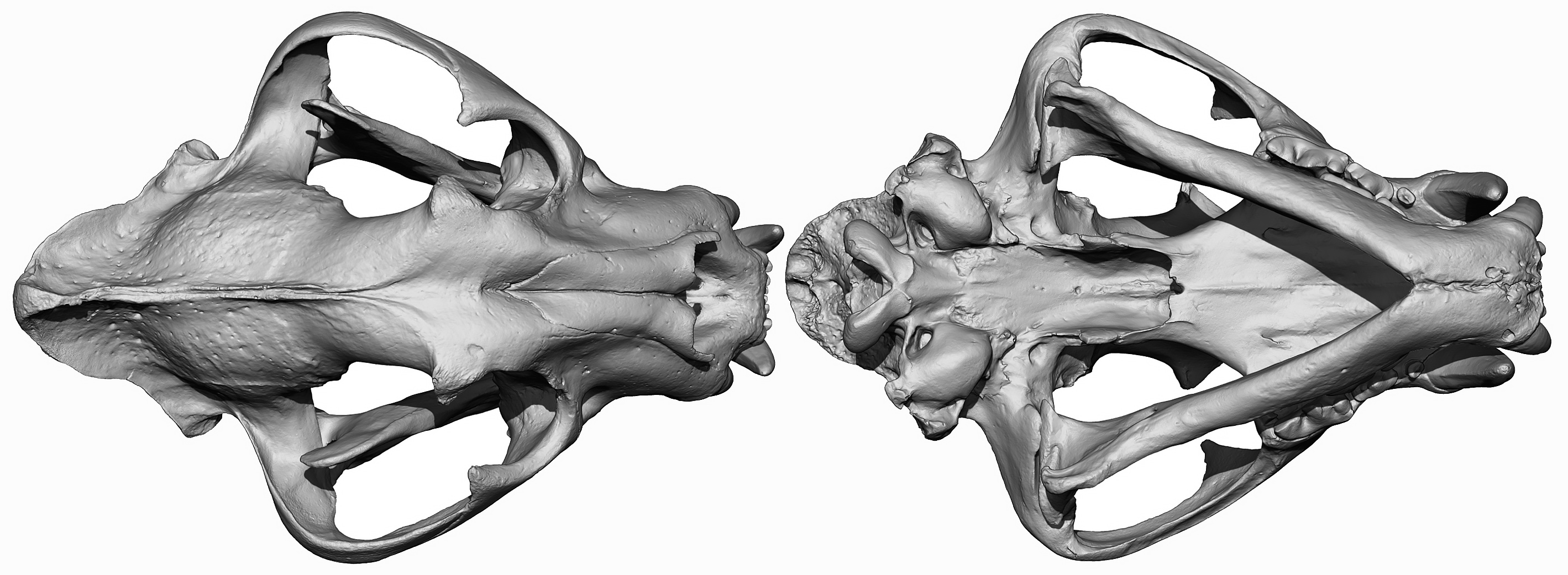 3D Tiger head model skull download